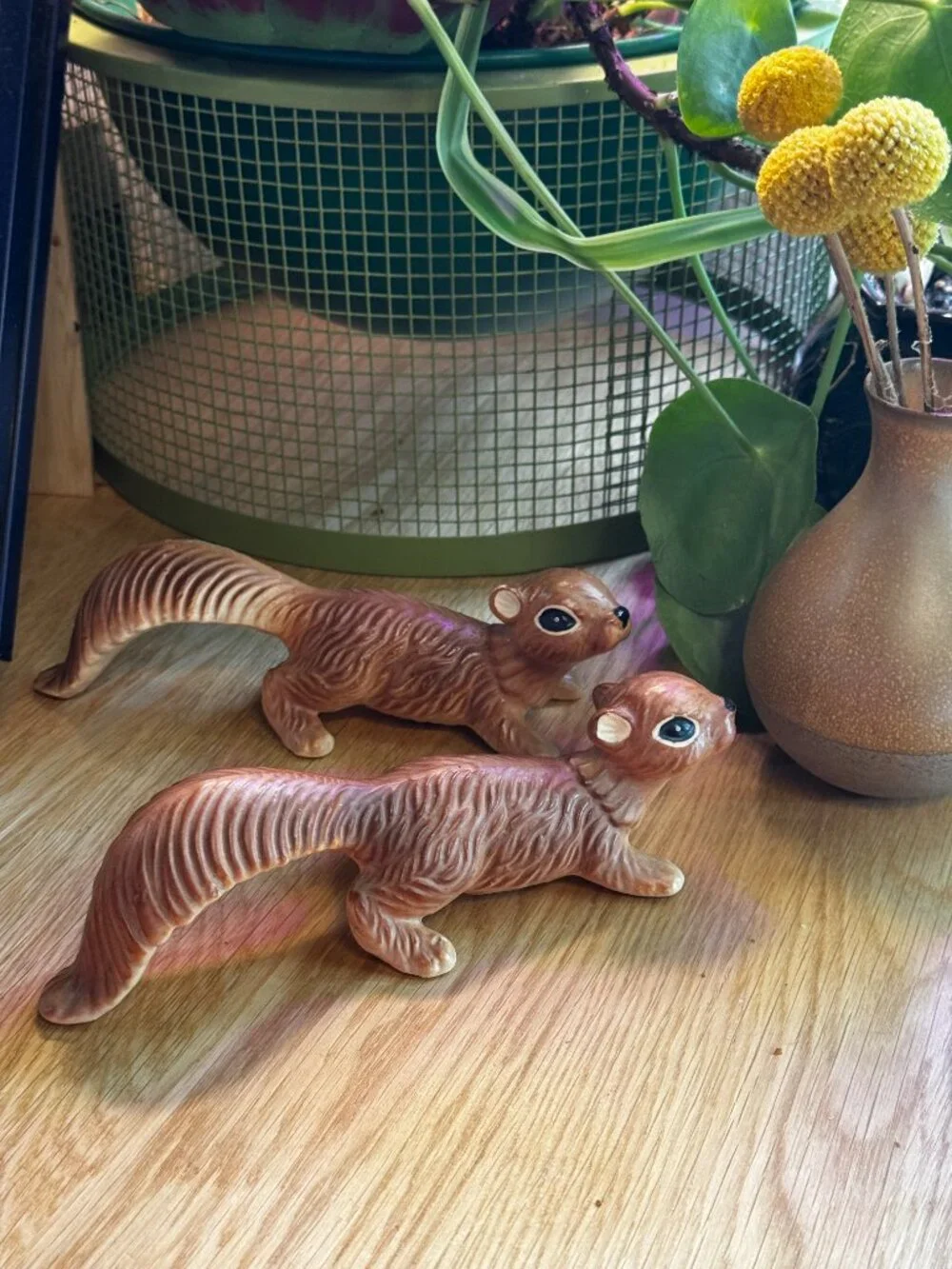 N/A norcrest squirrel